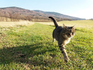 Our cat Danny / Náš kocour Danny