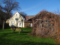 The garden / Zahrada