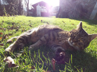 Our cat Danny / Náš kocour Danny